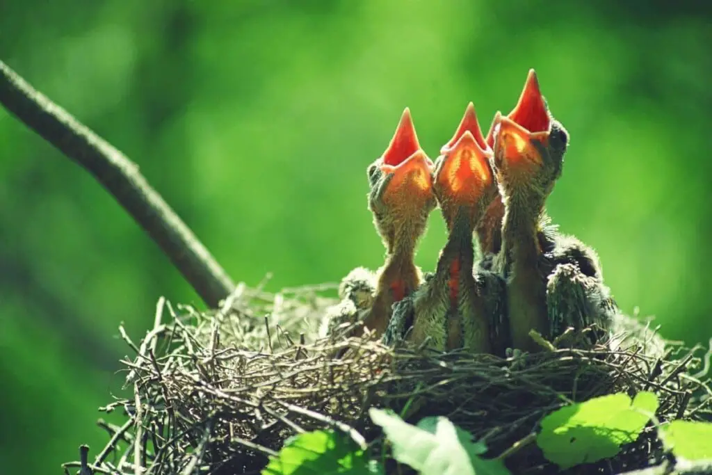 three baby birds in a nest with their heads up and mouths open