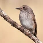 a Spotted Flycatcher bird