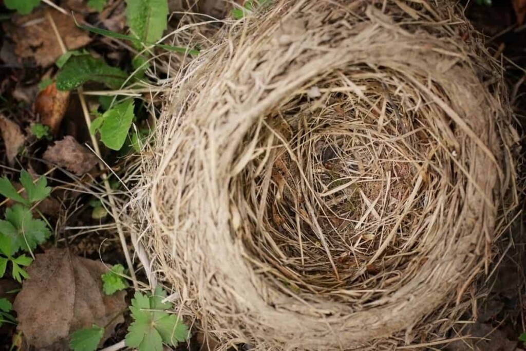 an empty bird's nest photographed from above