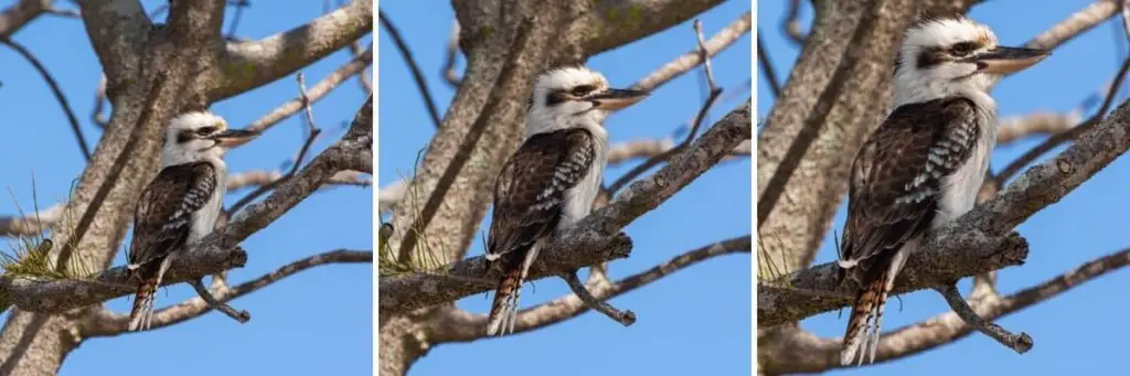 three images of a Kookaburra perched on a branch. Each image is the same only zoomed in slightly more in each.