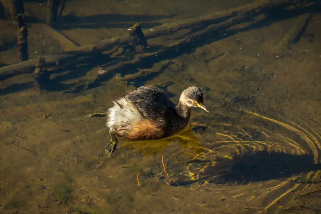 an Australasian Grebe swimming