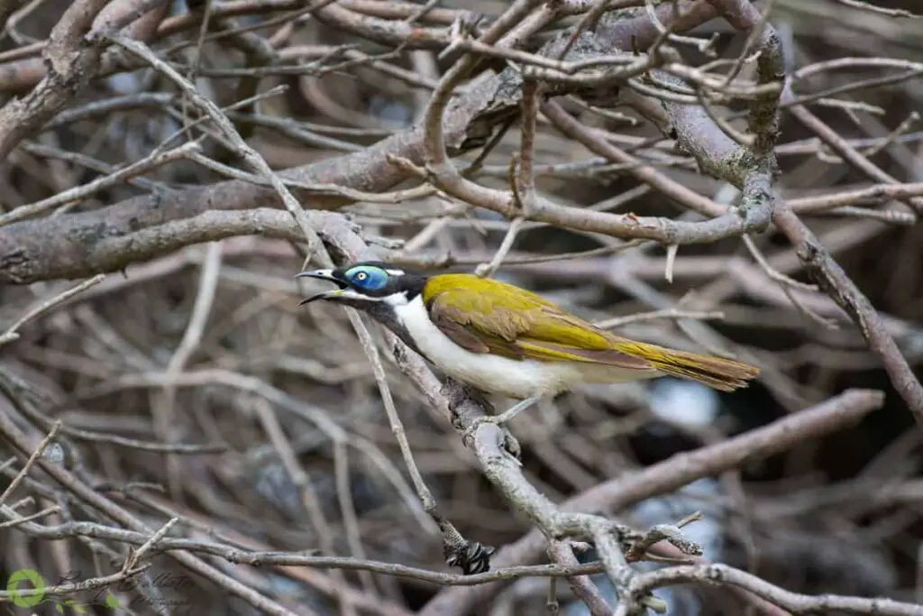 a Blue-faced Honeyeater bird singing in a tree