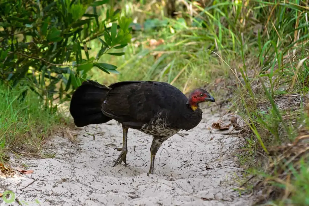 a Brush Turkey walking on a sandy track