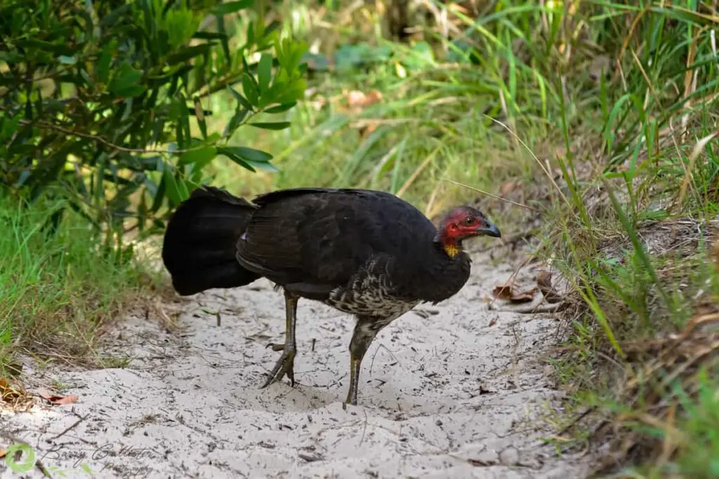 a brush turkey walking on a sandy pathway