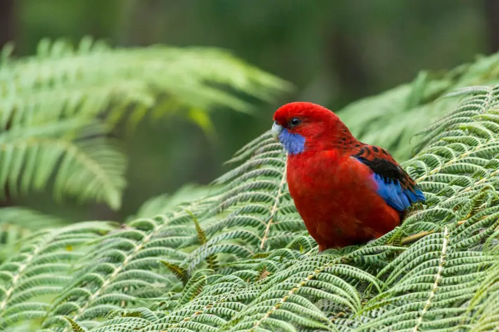 a Crimson Rosella bird on a tree fern