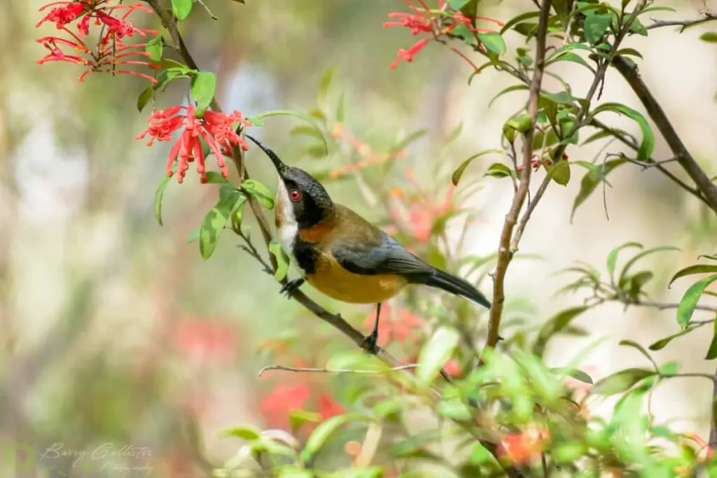 an Eastern Spinebill bird feeding from a flower in a bush