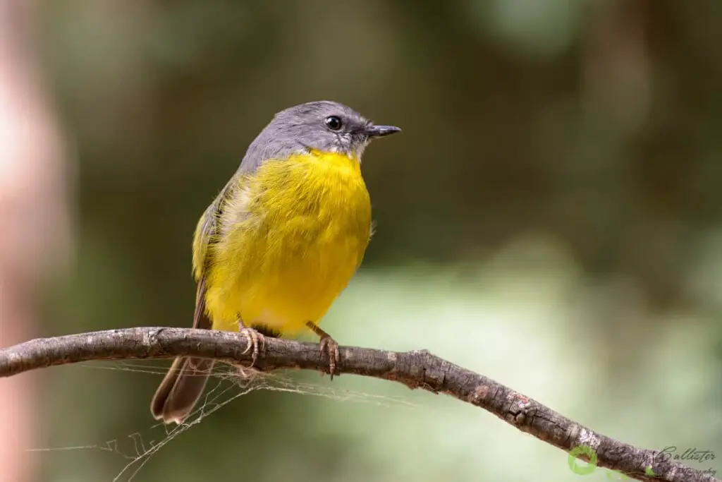 an Eastern Yellow Robin bird perched on a stick