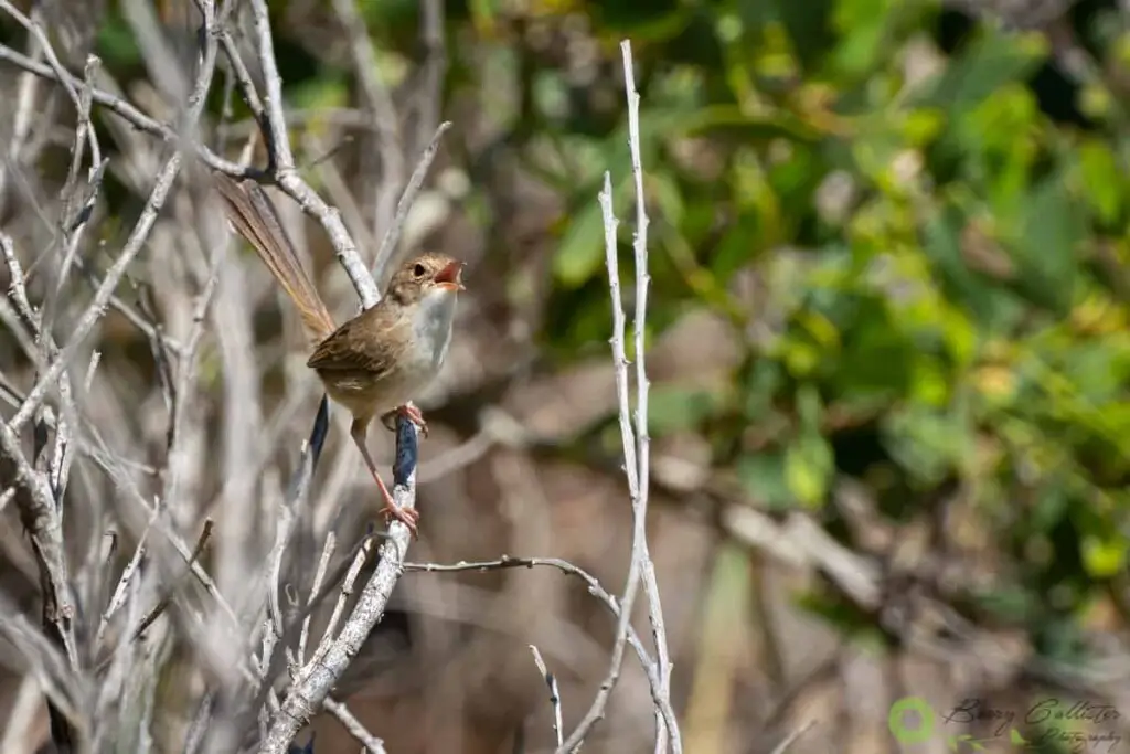 a female Red-backed Fairywren singing in a bush