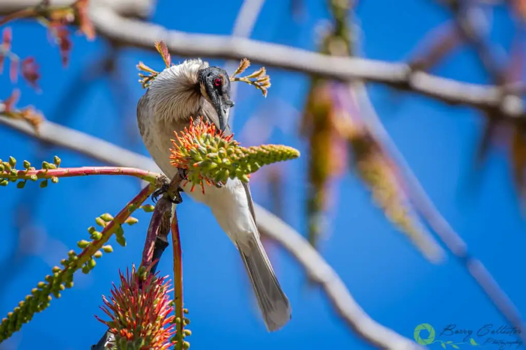 a Noisy Friarbird perched on a flower in a tree