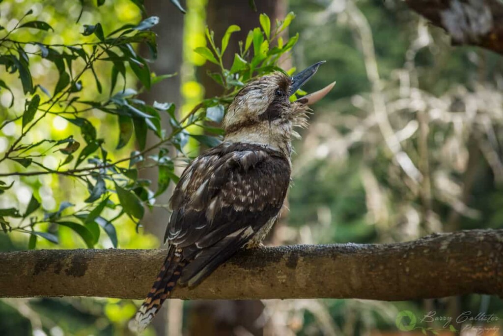 laughing kookaburra bird perched on a branch with beak open