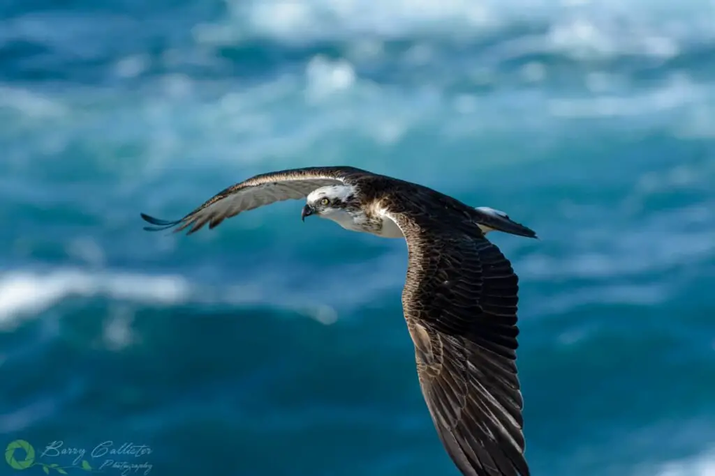 a close up of an Osprey flying with the ocean in the background taken with a 300mm lens