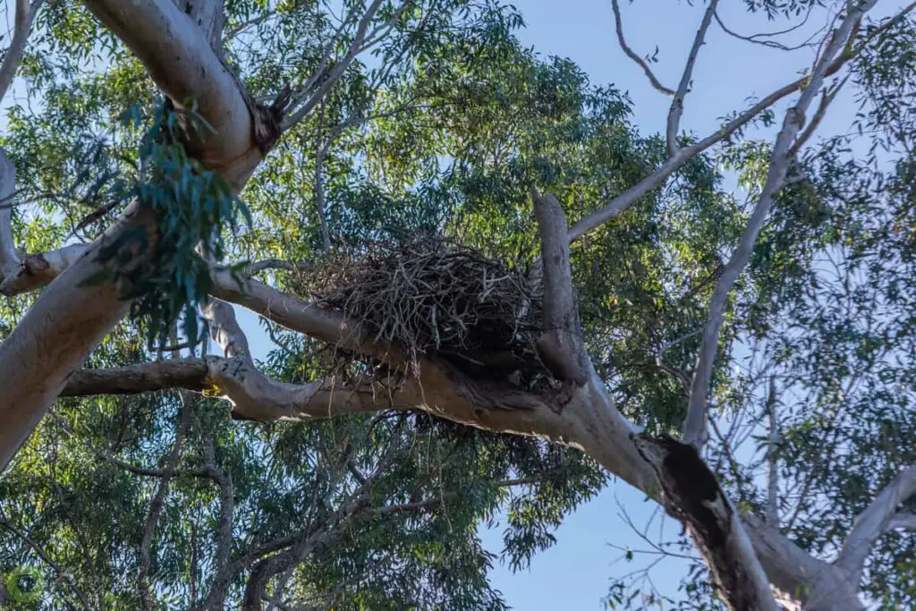 an Osprey nest high in a gum tree