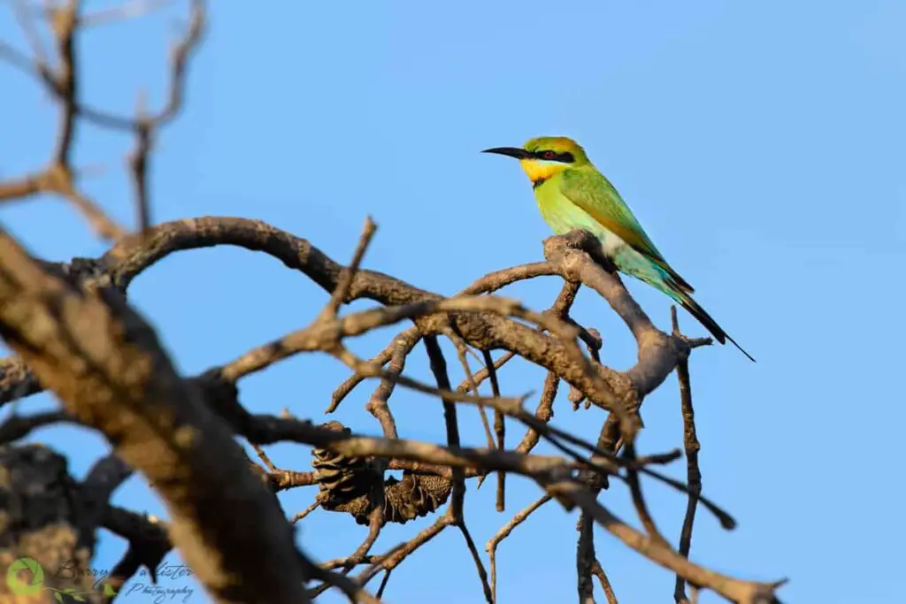 a Rainbow Bee-eater bird perched in a tree
