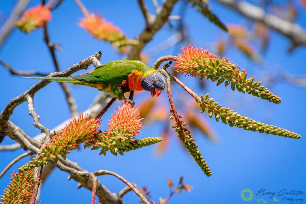 a Rainbow Lorikeet bird perched in a tree with its beak open