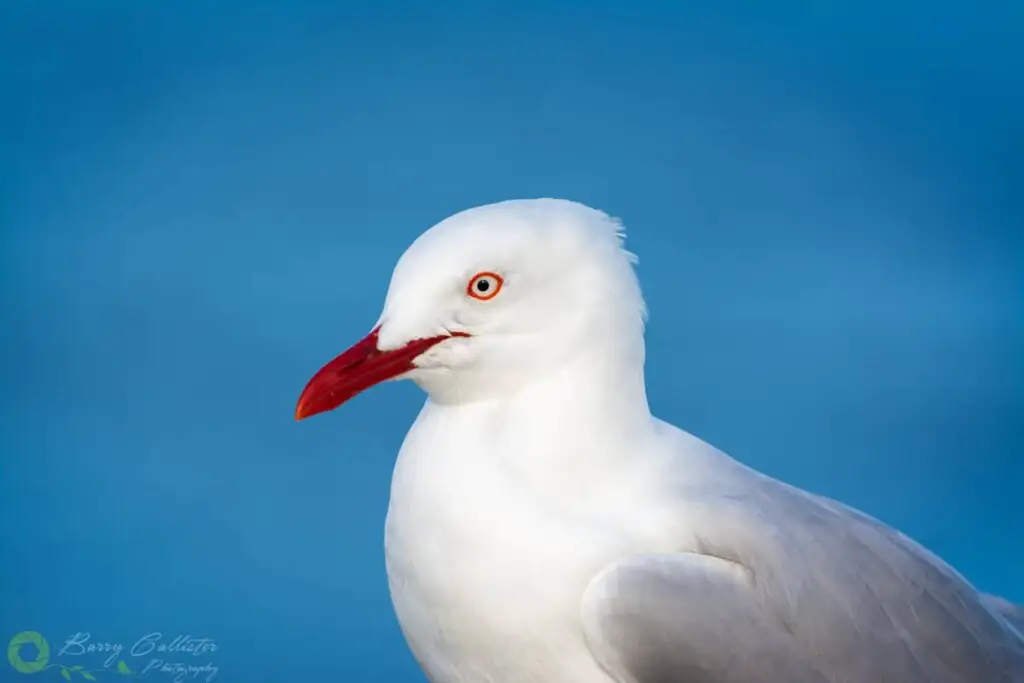 an image of a Silver Gull photographed from the wing up, taken with a 300mm lens