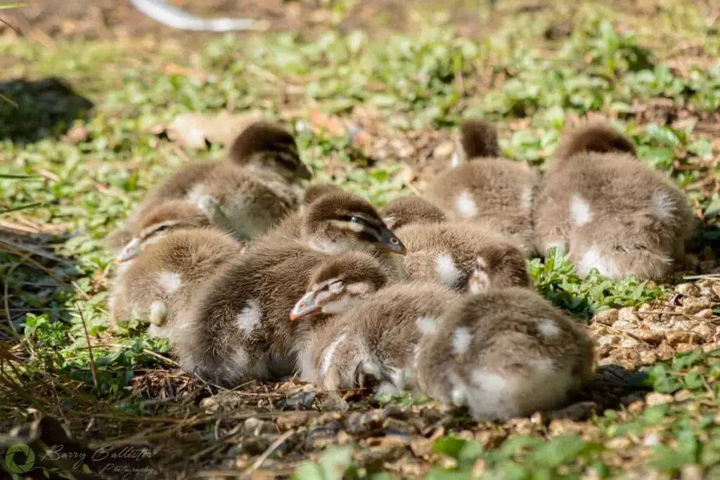 Australian Wood Duck chicks sleeping on the ground in the sun