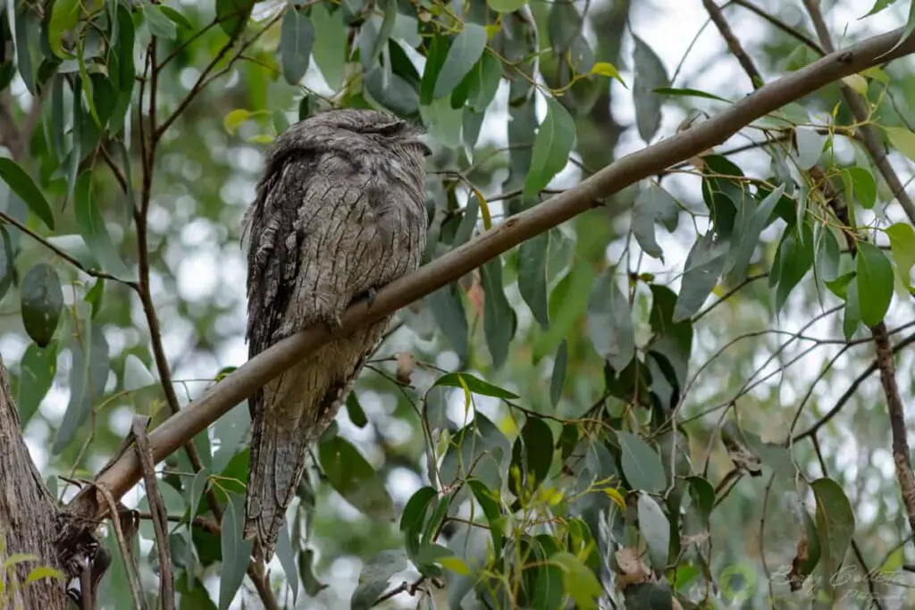What Time Do Birds Go To Sleep? An Expert Weighs In
