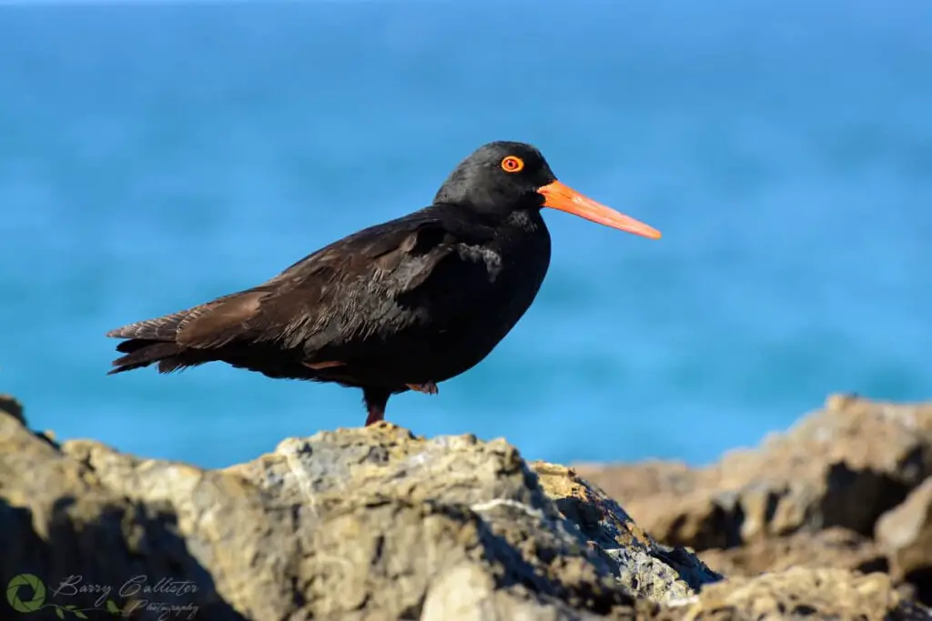 a Sooty Oystercatcher standing on rocks with blue water in the backgound