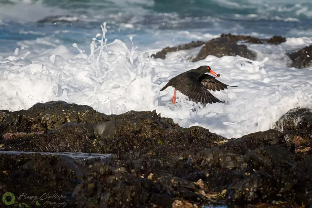 a Sooty Oystercatcher flying off with a muscle in its beak as a wave breaks behind it.