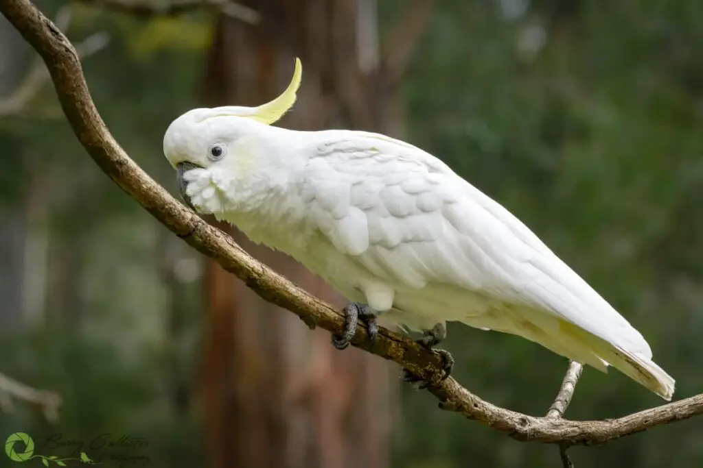 a Sulphur-crested Cockatoo bird perched on a stick