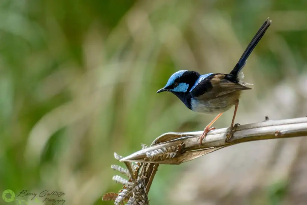 a male Superb Fairywren perched on a dried fern frond against a green background