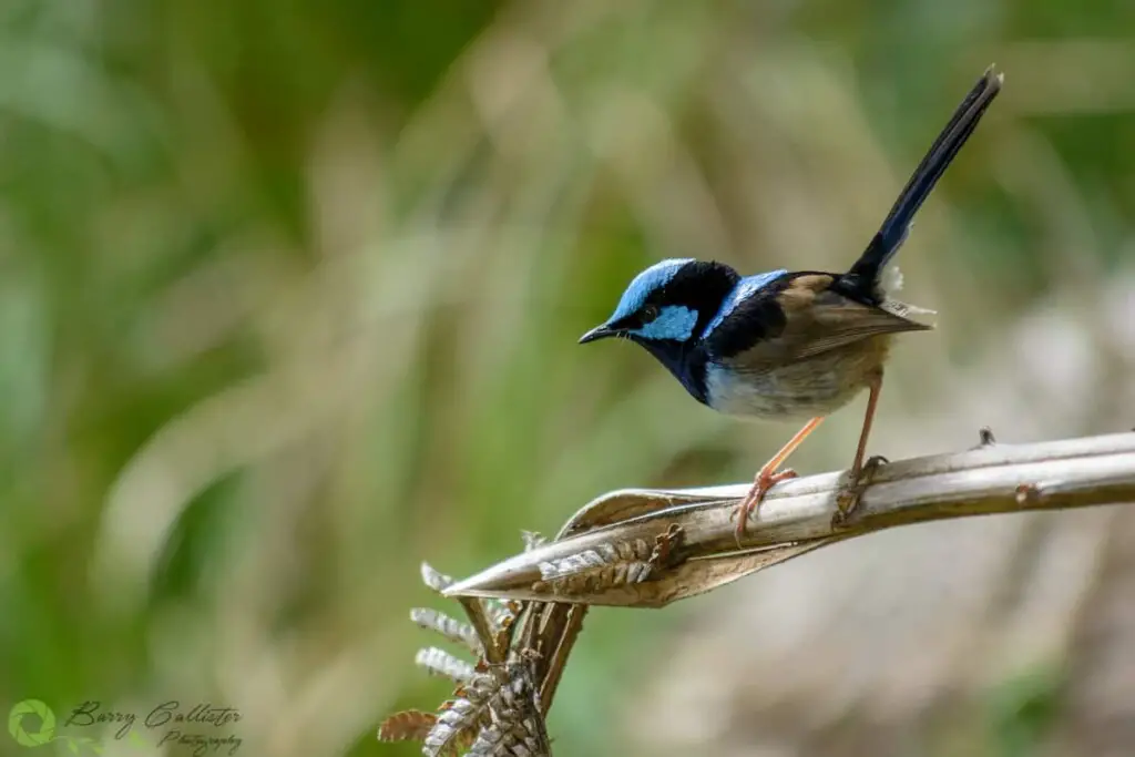 a Superb Fairywren bird perched on a broken fern frond