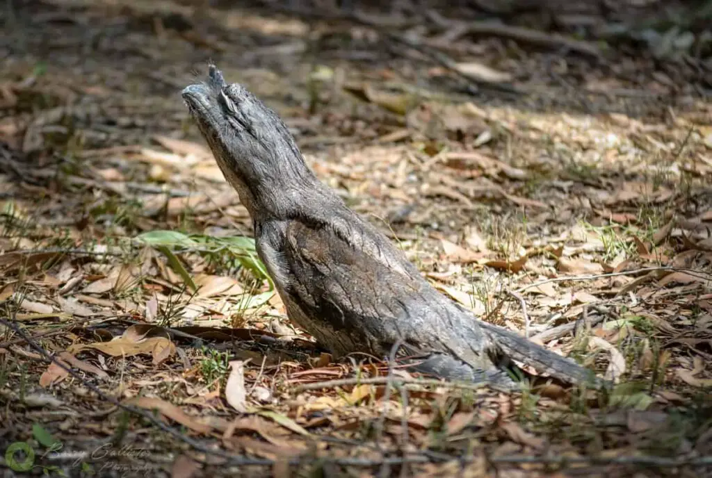 a Tawny Frogmouth bird on the ground