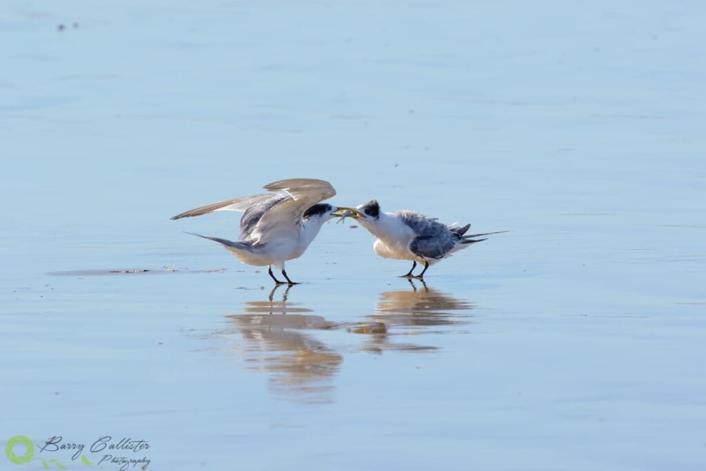 a crested tern feeding it's young chick on the beach
