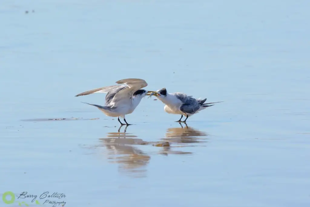 a crested tern feeding it's young chick on the beach