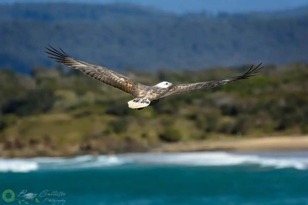 a juvenile White-bellied Sea Eagle flying over the ocean