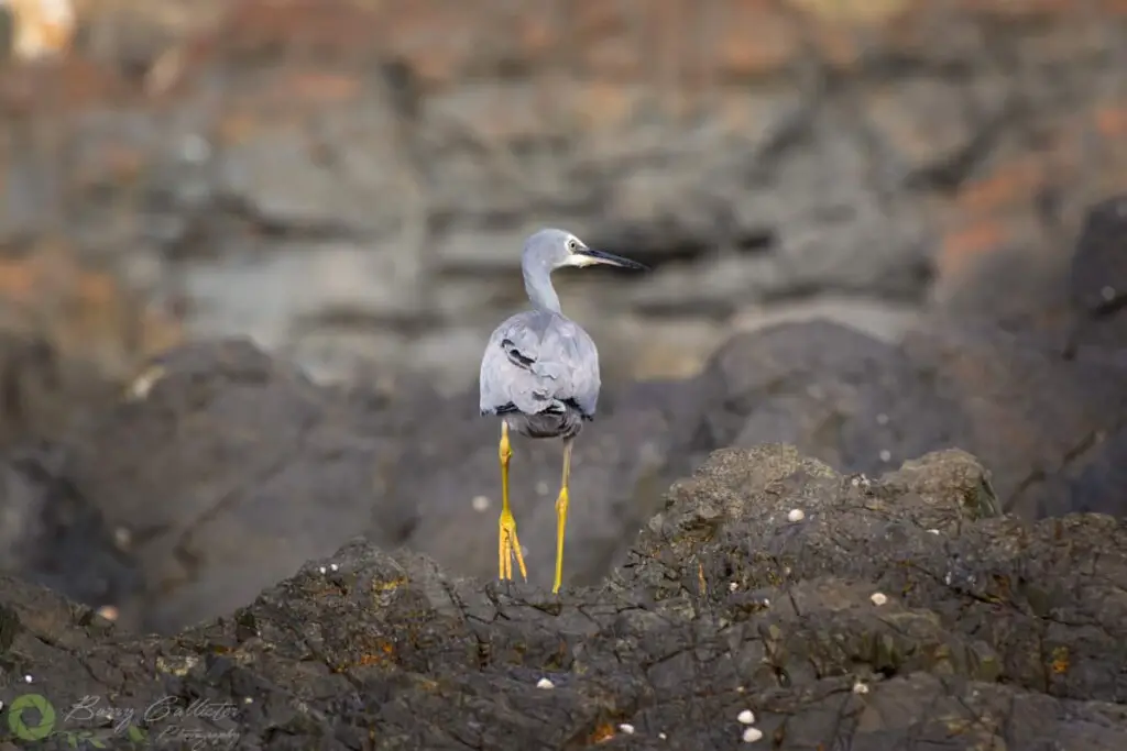 a White-faced Heron bird walking on rocks