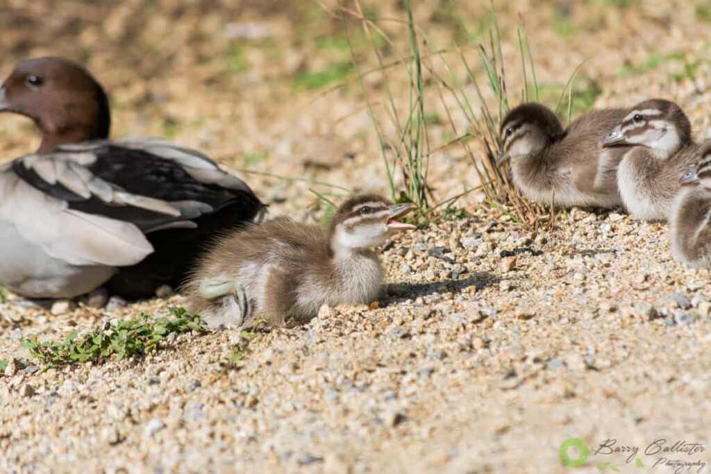 Australian wood duck chicks sitting on the ground with their mother