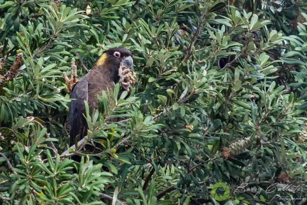 a Yellow-tailed Black Cockatoo eating seed pods in a tree