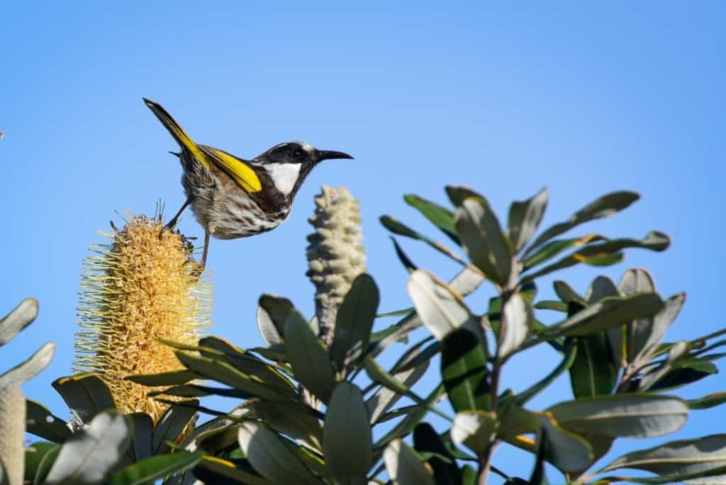 white-cheeked honeyeater bird perched on a banksia flower