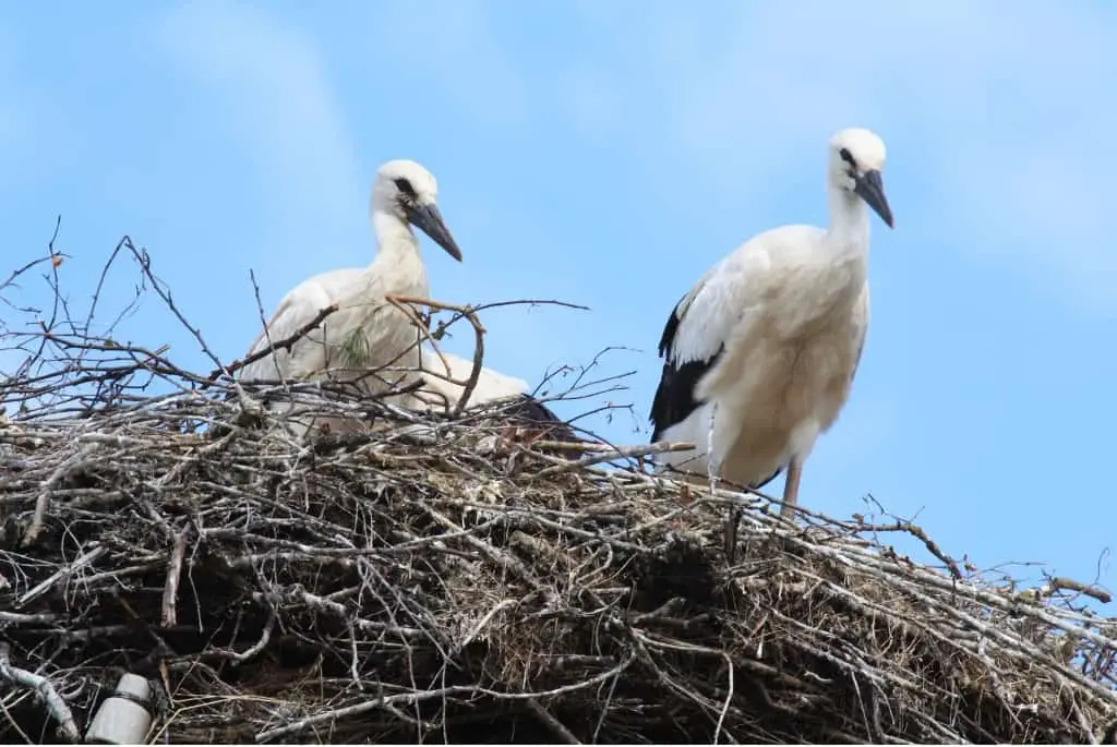 storks in a nest of sticks