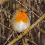 a European Robin bird