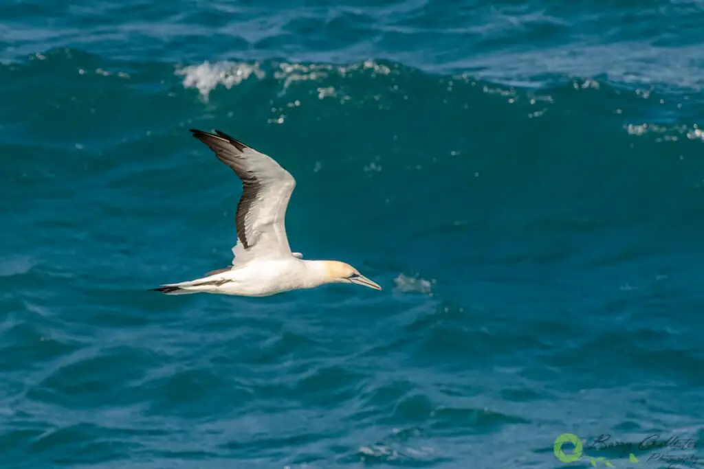 an Australasian Gannet bird flying over the ocean