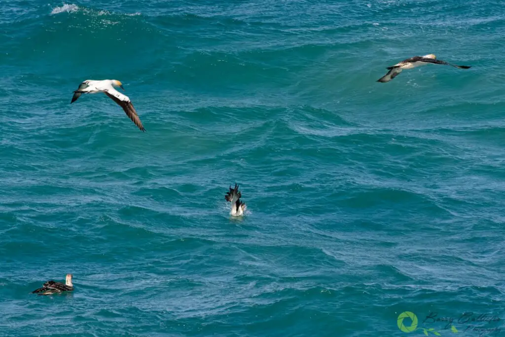 four Australasian Gannet birds fishing