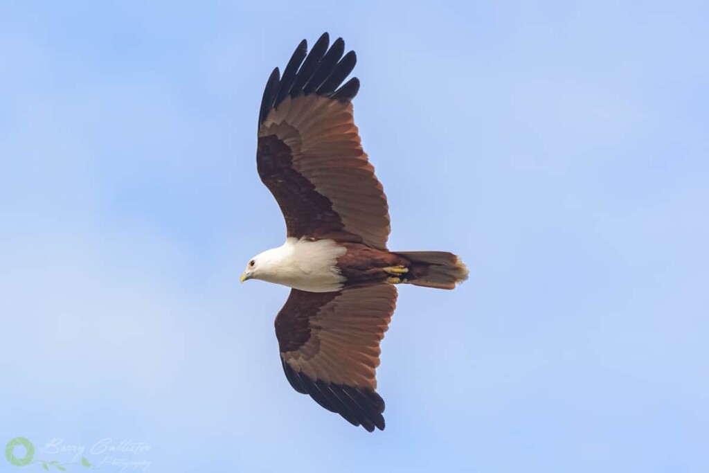 a Brahminy Kite bird flying in blue sky