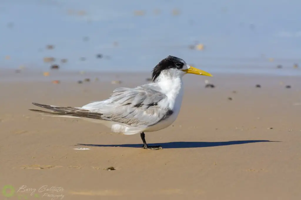 a Crested Tern bird standing on sand