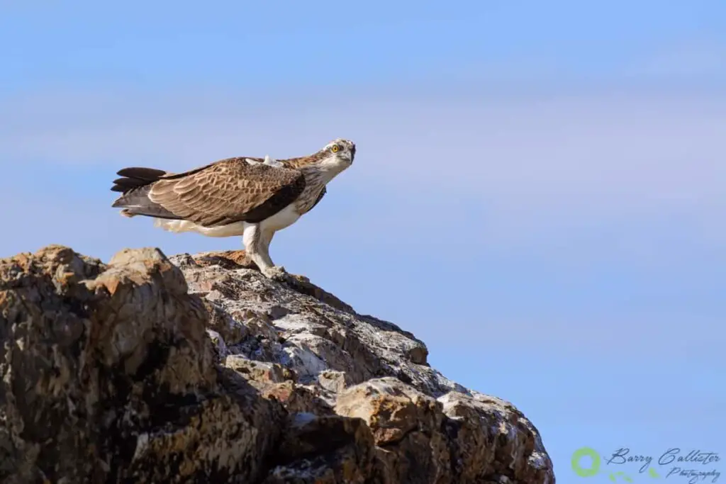 an Eastern Osprey bird perched on a rock against blue sky