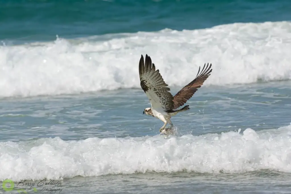 an Eastern Osprey catching a fish