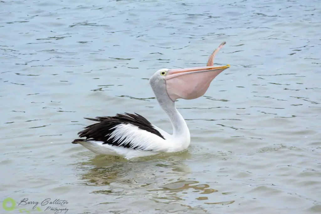 an Australian Pelican with a fish in it's mouth