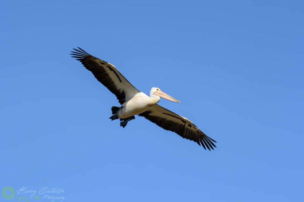 an Australian Pelican flying in a clear blue sky