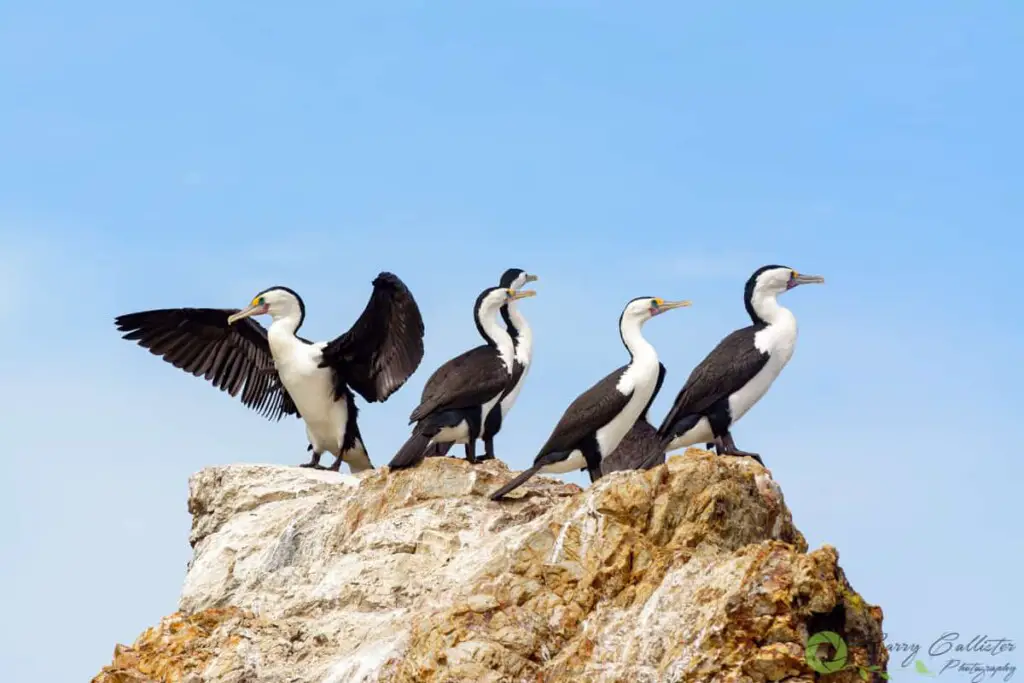 five Pied Cormorant birds perched on a rock against blue sky