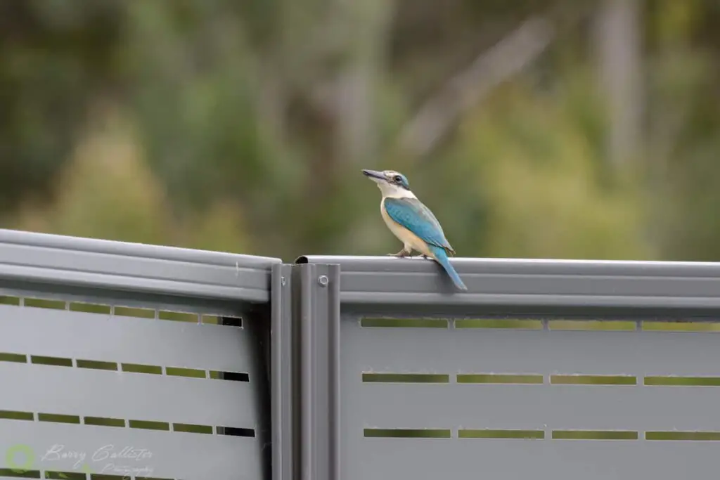 a Sacred Kingfisher perched on a green fence