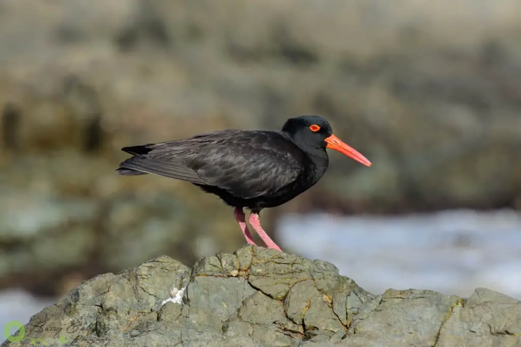 a Sooty Oystercatcher bird