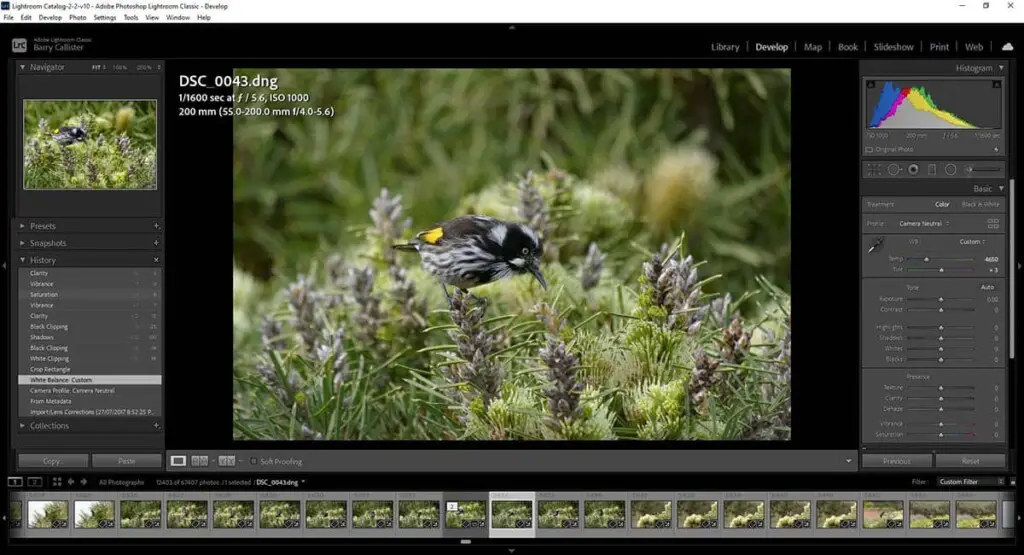 a screenshot of Lightroom Classic with an image of a White-cheeked honeyeater in the preview window