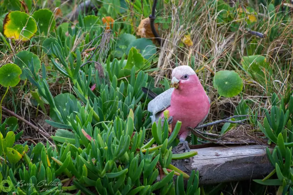 a Pink Galah bird perched on a log