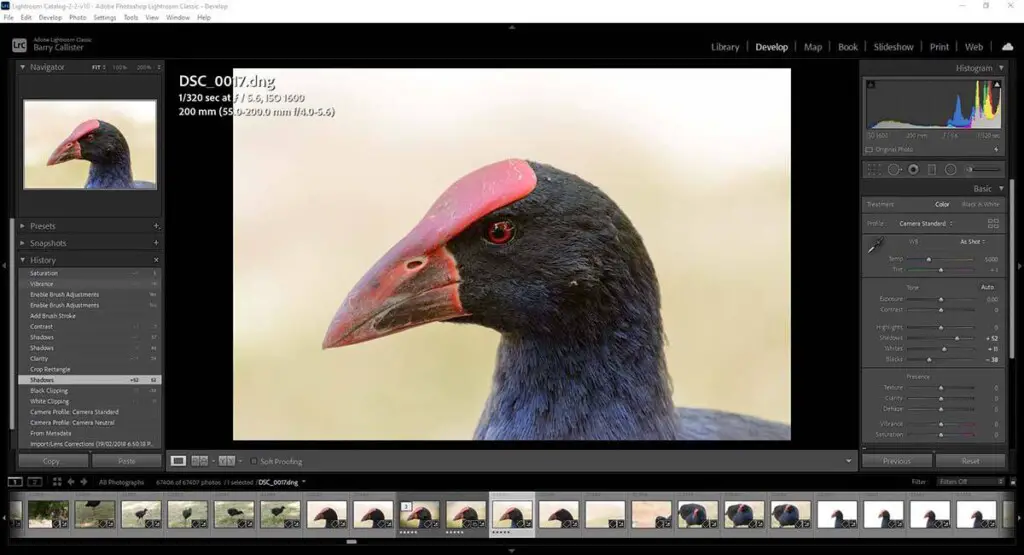 a screenshot of Lightroom Classic with an image of a Purple Swamphen in the preview window